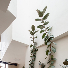 Cleanse Your Home with Houseplants article image
