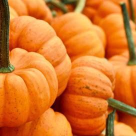 10 no-carve pumpkin decorating ideas for 2016! article image
